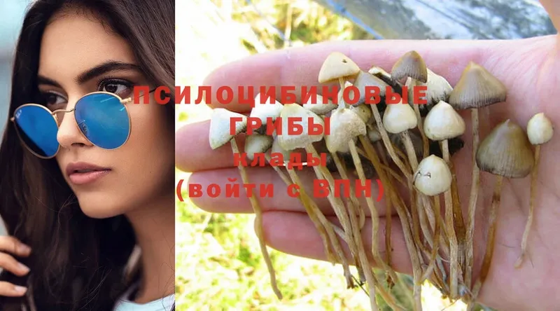 закладка  Балаково  Псилоцибиновые грибы MAGIC MUSHROOMS 